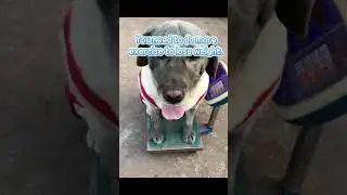 Day 4 of my weight loss&mdash;do some work. #dogshorts #funny #pets  #dogvideos #animals #dog #amazing
