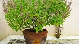 Tulsi Pujan Diwas Celebration 2025 | IPS Academy, Lonara 🌿✨​