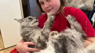 Cute Maine Coon GeliC😻#gelicoon #cat #cute #catlovers #mainecoon #mainecooncatlovers #animals #love