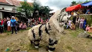 Terekam kamera penonton live macan balakek dan drumband balakek terbaru