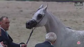 N 57 AJ LIMA   Dubai International Arabian Horse Championship 2025   Mares 4+ Years Old   Section A