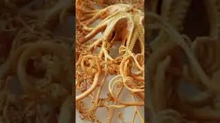 Basket Sea Star up close