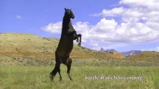 Horse Rearing