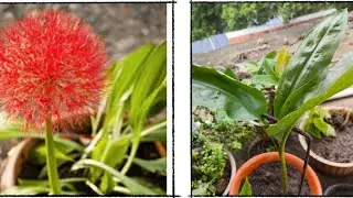 Blood Lily/ Football Lily/ Powder puff Lily  flower plant plantation . #football_lily #lily #flower