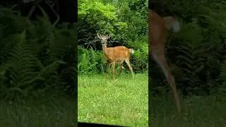 Stoopid Deer