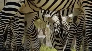 Zebras grazing on their natural habitat in Africa