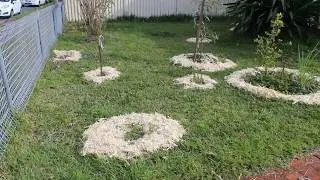 Fresh Sugar Cane Mulch from juicing bar.