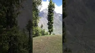 Somewhere at Moist Temperate Forest above 4000m+ at Gilgit State North Pakistan #mountains  #nature