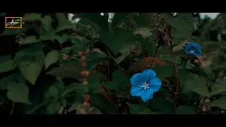 ছাদের বাগান || ফুলের সুগন্ধ|| ফুলের সৌন্দর্যে মুগ্ধতা || Roof Top Garden 💐