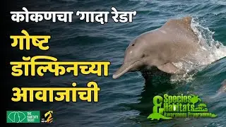 समुद्रातला गादा रेडा | Dolphins of Maharashtra | Species & Habitats Awareness Programme | MahaMTB