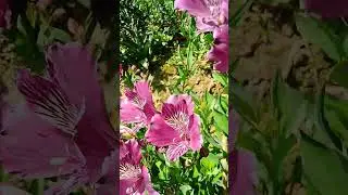 #nature Beauty of Spring season #flowers #flowergirls