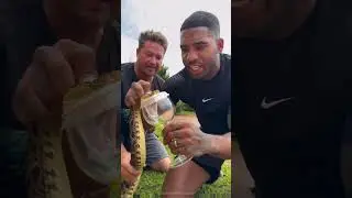 The world's most powerful snake 😱👇#shorts #viralvideo #youtubeshorts #viral #shortvideo #kingcobra