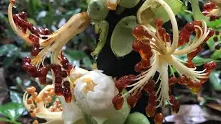 Beautiful flowers of Wild Durian (Durio malaccensis).  #Shorts
