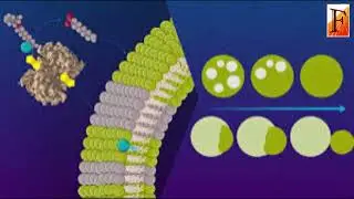 Artificial membranes mimic life like dynamics through catalytic chemical reactions 