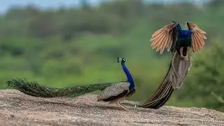 Birds of India &ndash; Colors, Calls & Wings of the Wild 🐦
