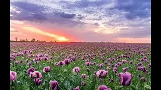 vol 3 ver 1.2 Happiness 4K Piano Relaxing Music Video - Sleep Music, Calm Music, Study Music, Spa