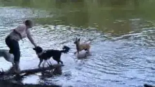 Wasserratten