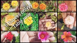 5 Rupees onlyyy😍 Table rose# offer saleeee🥳6382758558#Tamil little Garden 🏡