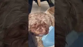 Wet dog face | sunbathing | cute shorkie dog | shihtzu & Yorkshire Terrier mix puppy \small dogs cat