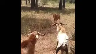 Goat Fighting // Territorial Behavior // Aggressive Male Goat Fighting for Territory #goat #wildlife