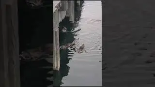 Raccoons aka Great Canadian Water Pandas swimming at Vancouver's Stanley Park