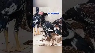 🔥 Real Transformation 3 To 9 Months || #aseel #murga #shortvideo