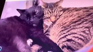 Pet Grief Devotional: Strength #petgrief #cat #bondedcats