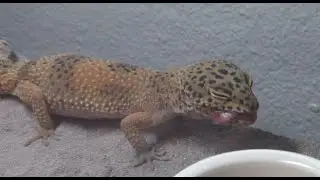 Leopard Gecko Lily Update Video #2