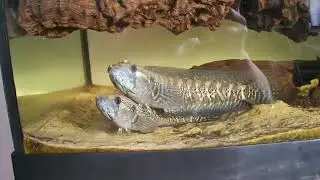 Parachanna africana - male and female