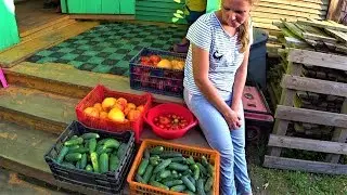 Дела житейские. В деревню пришла осень.