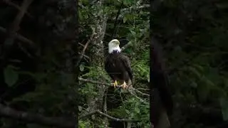 Bald Eagle Resting Tree #bald #eagle #tree #nature #wildlife #bird #beautiful #peace #jungle HA55195