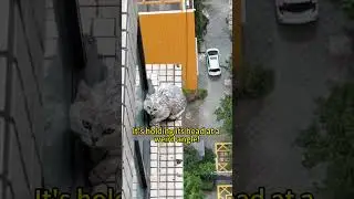 Epic High-Rise Cat Rescue in Pouring Rain! We Lassoed a Scared Kitty from 26 Floors Up#cat