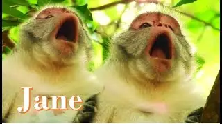 Jane Mother Crying Cos Janet & Janet monkey pass a way , Janet monkey