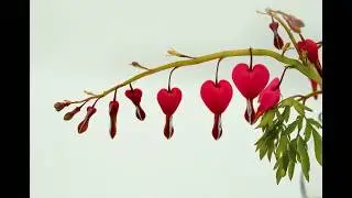 FREE CROSS STITCH PATTERN DOWNLOAD