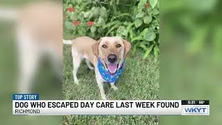 Missing dog found more than a week after escaping from Ky. pet daycare