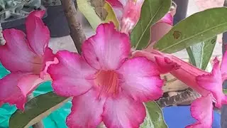 Cantinho Amor e PlanAMtas 🌱AMEM A NATUREZA est&aacute; ao vivo!