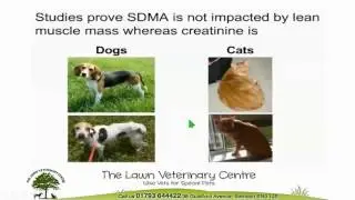 SDMA Website Video by vets in Swindon the Lawn Veterinary Centre