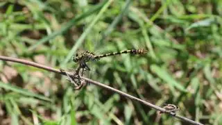 Dragonfly: Onychomphus forcipatus.