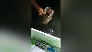 Jackpot garopa .. salam 1 hobi