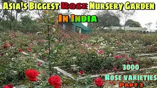 Asia's Biggest Rose Nursery Puspanjali Nursery in Kharagpur, West Bengal, India