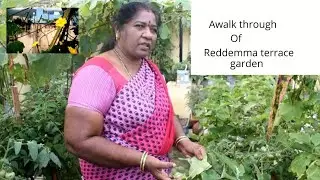 reddemma terrace garden||plant lovers||makeover in budget