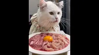 Aboriginal daily meals # cute kitten # pet eating broadcast