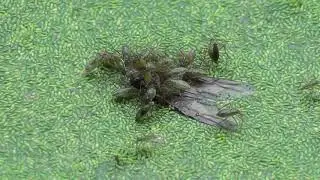 Bugs Devour Insect HQ HD