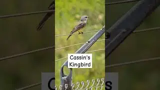 Cassin's Kingbird perched on a fence - Kendall Frost Mission Bay Marsh Reserve - San Diego, CA