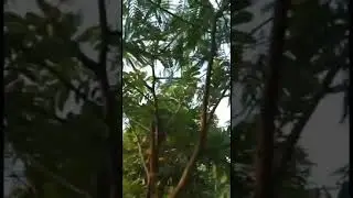 cangkok air pada bunga kaliandra  ￼