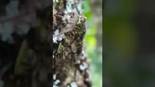 Cicada chirping