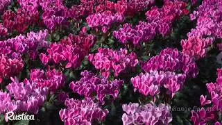 Cyclamens d'automne : les créations modernes