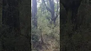 Cathedral Range #Victoria #Australia #rockycliff #mountain #travel #hike #rocks #rivers #ASMR #relax