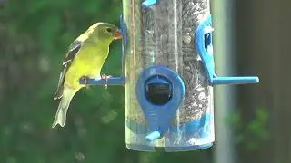 Woodpeckers (Hairy and Golden-fronted), Goldfinch Pair, and Female Cardinal