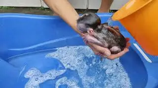 morning shower on the third day baby monkey Cila, cute and adorable Full HD